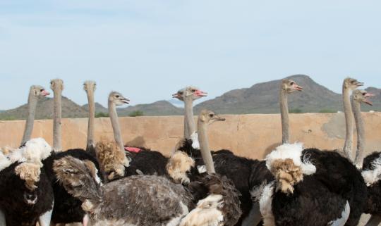 2023年鴕鳥養殖產業發展現狀分析