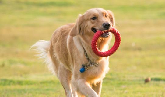 中國寵物寄存處行業發展現狀2023