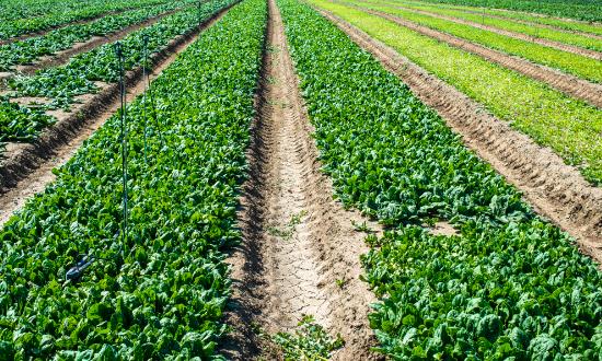 2023生物農業行業發展現狀分析 生物農藥行業未來趨勢預測