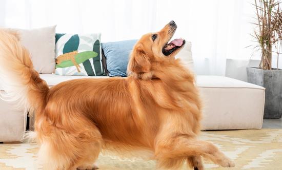 全球與中國寵物托運(yùn)服務(wù)行業(yè)市場需求 全球與中國寵物托運(yùn)服務(wù)行業(yè)市場發(fā)展趨勢分析