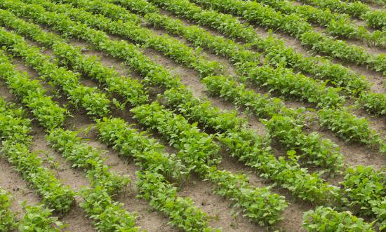 綠肥行業(yè)市場深度調(diào)研及現(xiàn)狀分析2023