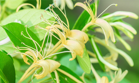 金銀花提取物行業市場深度分析及需求前景