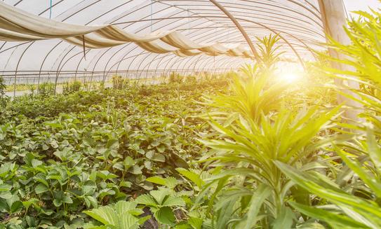 2023年香椿種植行業市場深度分析