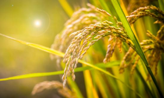 細胞農業行業投資現狀及市場前瞻分析2023