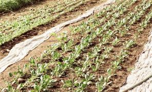 2023年中國農用地膜行業發展前景展望