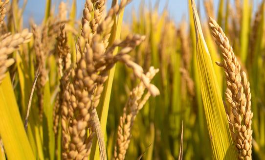 2023年大米加工行業市場發展現狀分析