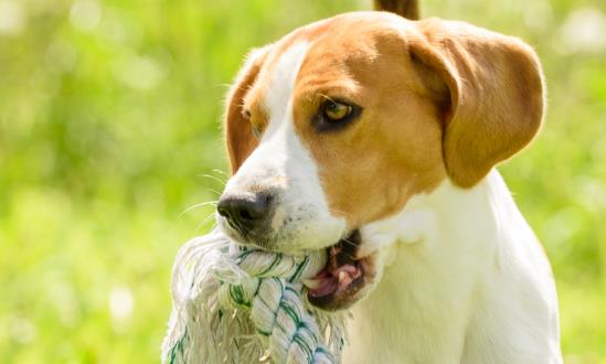 中國寵物玩具行業市場規模 中國寵物玩具行業發展前景分析