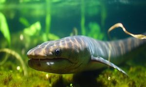 鰻魚市場怎么樣?2023鰻魚行業市場供求與未來分析