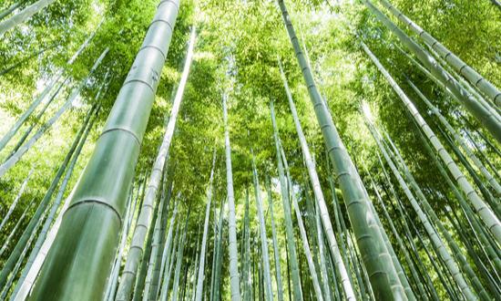 竹子市場需求預測 竹子行業發展前景與趨勢分析2023