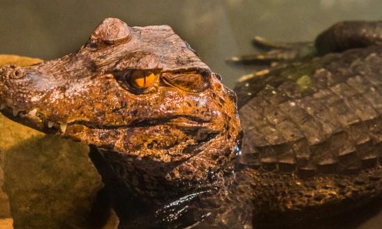 鱷魚養殖市場現狀及前景分析2023