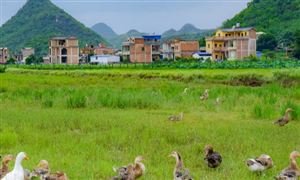 肉禽市場規(guī)模及發(fā)展前景分析2023