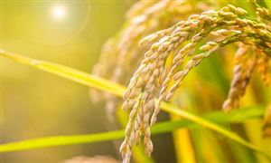 防止跑冒滴漏 端牢中國飯碗 糧食及面制品市場現狀及發展趨勢分析2023