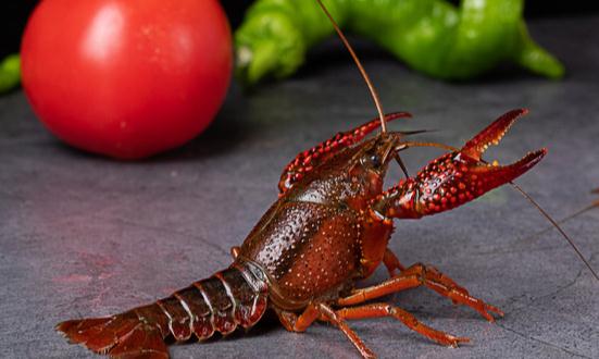 小龍蝦養殖市場發展趨勢及現狀分析2023