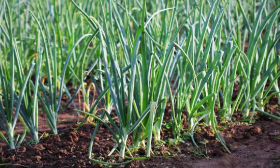 2023中國大蔥種植行業市場發展趨勢分析