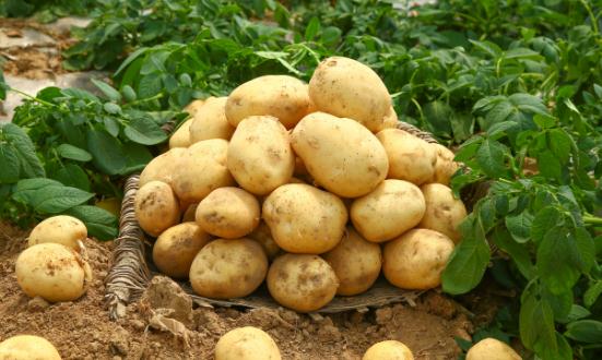 土豆行業深度調研與市場發展現狀分析2023