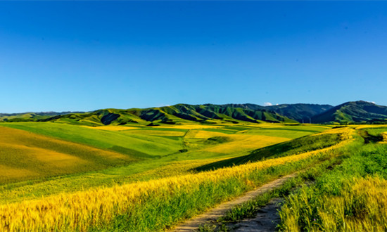 都市休閑農業行業市場分析及未來投資戰略