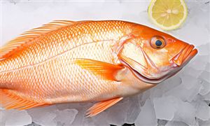 水產品批發市場數據監測 水產品批發行業未來發展展望