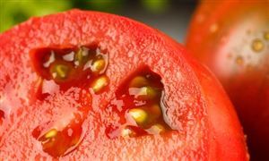 西紅柿價格猛漲7倍 番茄行業市場發展前景投資分析