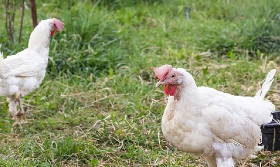 肉禽行業市場現狀分析 禽肉預制菜產業勢頭迅猛