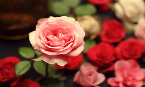 玫瑰花行業市場消費現狀 玫瑰花行業發展前景分析