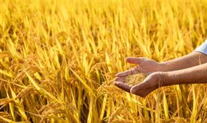 我國科學家破解水稻生殖隔離難題  水稻種植行業(yè)發(fā)展現(xiàn)狀2023