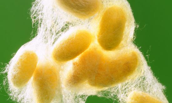 蠶養(yǎng)殖及加工行業(yè)現(xiàn)狀分析及未來市場(chǎng)需求2023