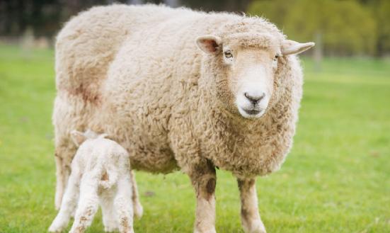 2023年肉羊養(yǎng)殖行業(yè)市場深度調(diào)研：1月以來全國羊肉價(jià)格持續(xù)下行 下半年羊肉供給將會(huì)繼續(xù)增加