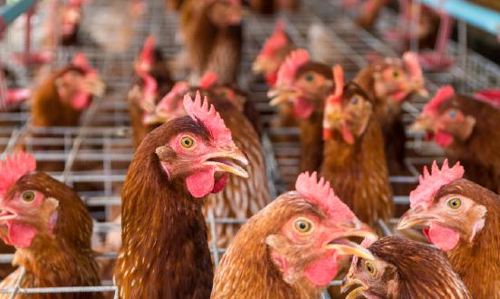 蛋雞養殖產業深度調研 蛋雞養殖行業的發展趨勢正在逐步走向規?；?、集約化