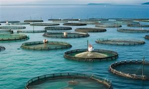 賣場變秀場 直播帶貨帶火錦鯉銷售 水產漁業機械化養殖邁上新臺階