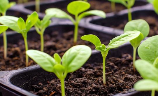 山東最大盆栽蔬菜生產商再沖港交所IPO 中國盆栽蔬菜行業發展現狀2023