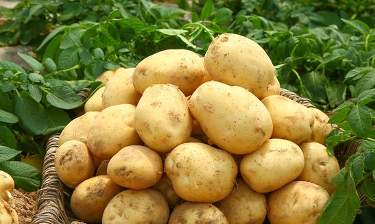 馬鈴薯休閑食品行業快速發展 2023年土豆市場發展現狀分析