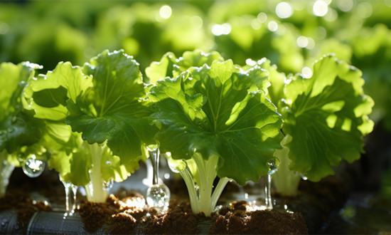 2023水培蔬菜行業(yè)市場(chǎng)分析 水培蔬菜行業(yè)發(fā)展?jié)摿薮?>
</a>
</p>
<div   id=