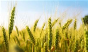 2023小麥市場現狀 國標三等新小麥市場價格呈穩中上漲趨勢