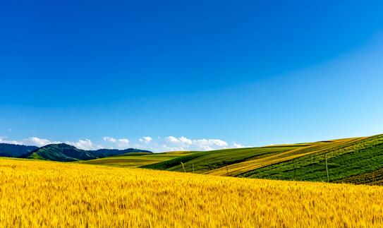 高效農(nóng)業(yè)行業(yè)發(fā)展現(xiàn)狀如何？ 2023年中國(guó)高效農(nóng)業(yè)行業(yè)市場(chǎng)調(diào)研