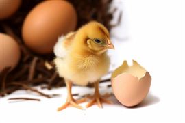 特色養(yǎng)殖助力鄉(xiāng)村產(chǎn)業(yè)振興 2030年我國畜禽養(yǎng)殖規(guī)模化率將達83%