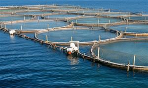 2023年水產養殖行業市場分析 水產養殖產業發展進入智能化時期