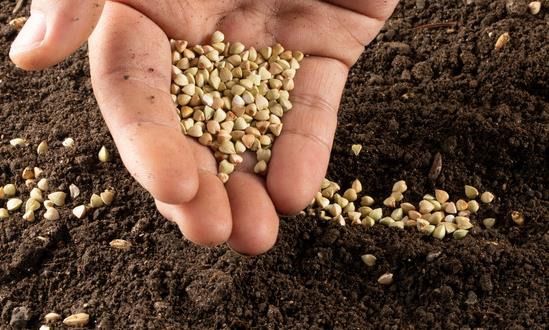 谷物種植行業產量 中國谷物種植行業消費需求分析