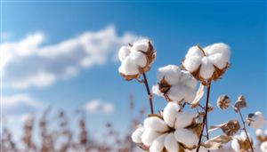 2023年我國棉花進口量69萬噸 2023年棉紡織品產量環比下降