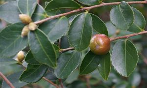 2023油茶行業發展現狀及戰略前景分析