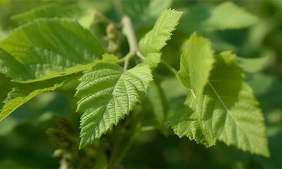 2023桑蠶養殖行業相關政策支持及前景分析