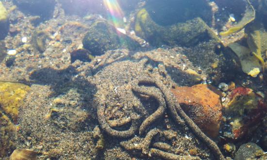 中國沙蠶養(yǎng)殖行業(yè)需求與投資發(fā)展預(yù)測