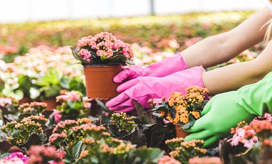 鮮切花市場行業整體發展較好 昆明花拍中心鮮切花成交量已近1億枝