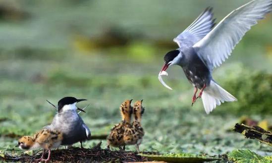 全球生物多樣性框架基金正式啟動 公募基金未來發力方向的進一步明確