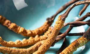 2023年中國野生冬蟲夏草行業發展分析 銷售規模有望突破200億元