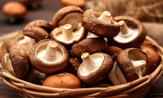 2023年蘑菇提取物行業市場分析及應用前景