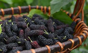 桑葚產業鏈發展空間 中國桑葚行業市場發展前景分析