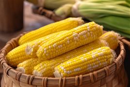 玉米大豆生物育種產業化有序推進 我國種業科技領域的發展調查