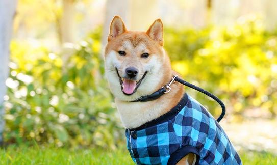 2023年中國寵物服飾行業發展前景分析