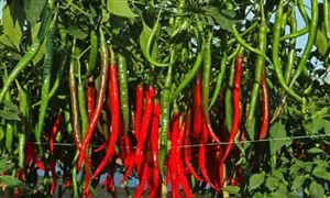 辣椒種植行業發展分析報告 打造辣椒產業集聚區和貿易集散地