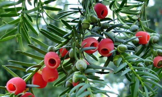 紅豆杉助力鄉(xiāng)村振興 紅豆杉市場投資前景分析